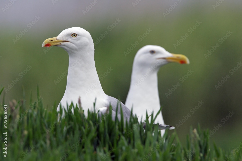 Herring gull pair of herring gulls (Larus argentatus) Herring gull pair of herring gulls (Larus argentatus)