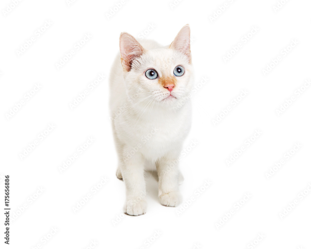 White Cat With Blue Eyes Looking Up White Cat With Blue Eyes Looking Up