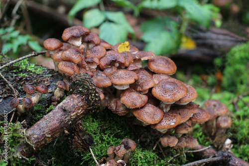 Large group of edible mushrooms from the Armillaria mellea growing on a wood stump in autumn forest.