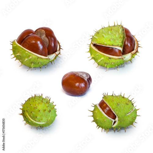 Set of horse chestnut with crust isolated on white background.