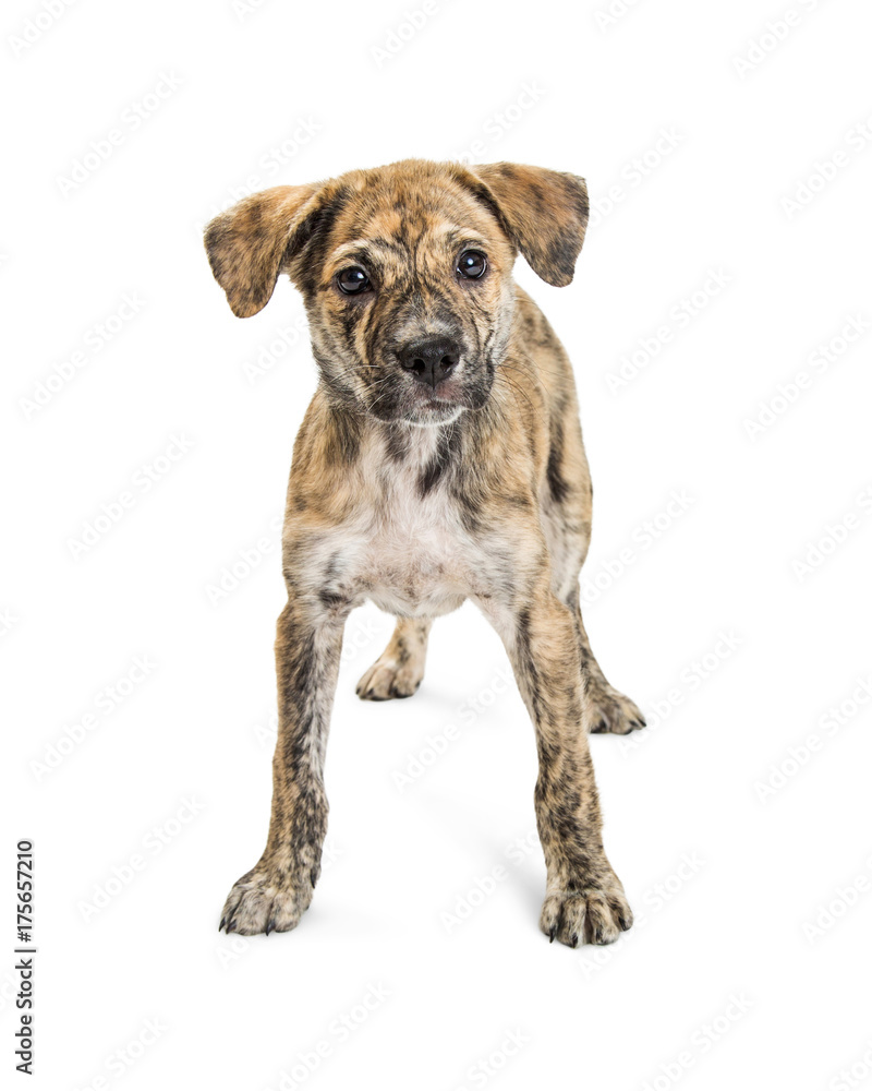 Young Brindle Medium Size Puppy Standing