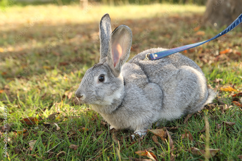 Fototapeta premium little rabbit pet in the field at sunset