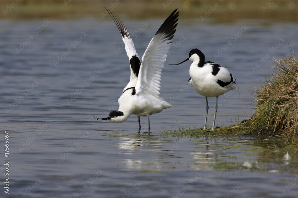 Couple of avocets - courtship (Recurvirostra avosetta) Couple of avocets - courtship (Recurvirostra avosetta)