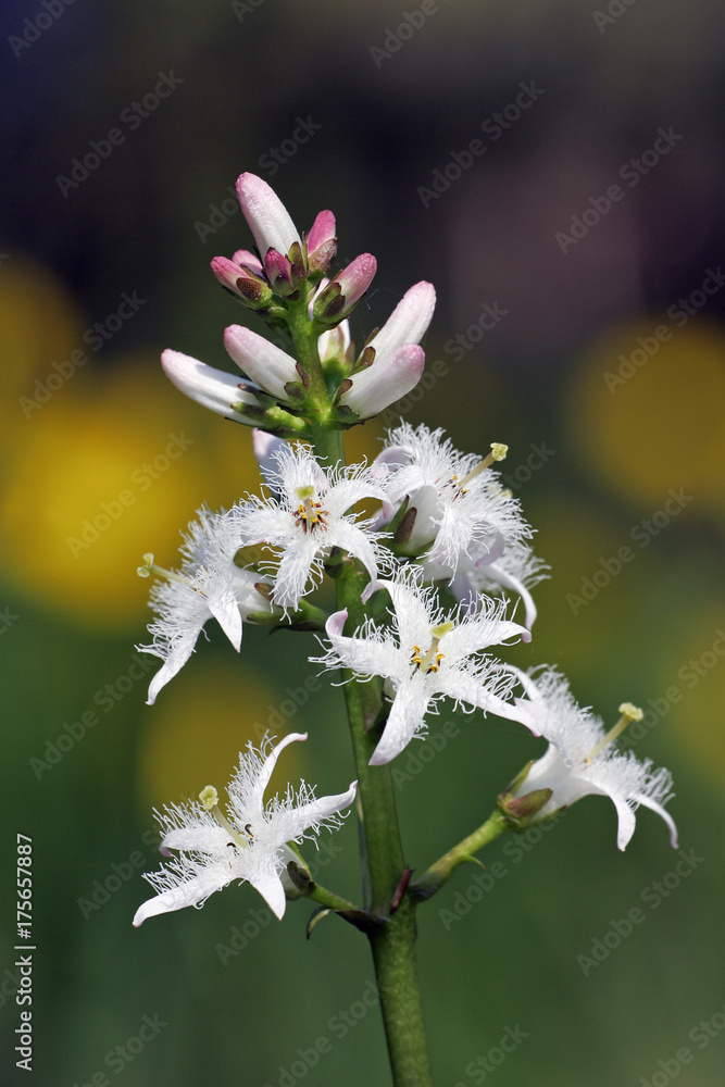 Flowering water trefoil - bogbean (Menyanthes trifoliata) Flowering water trefoil - bogbean (Menyanthes trifoliata)