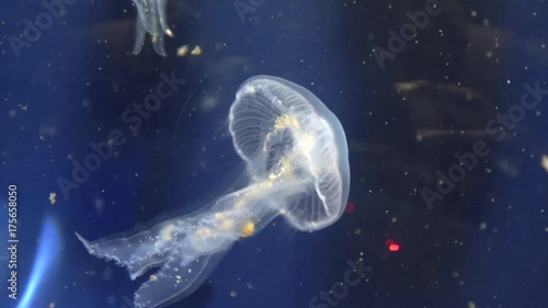 Jelly Fish Underwater