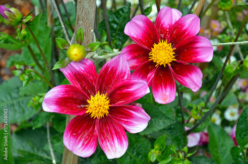 Fototapeta Naklejka Na Ścianę i Meble -  Two beautiful pink dahlias