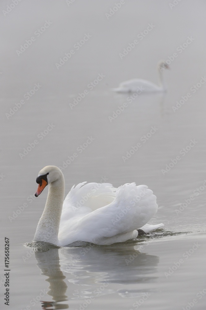 Naklejka premium Mute Swans (Cygnus olor)