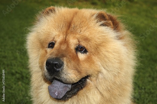 Chow-Chow Portrait, dog © imageBROKER