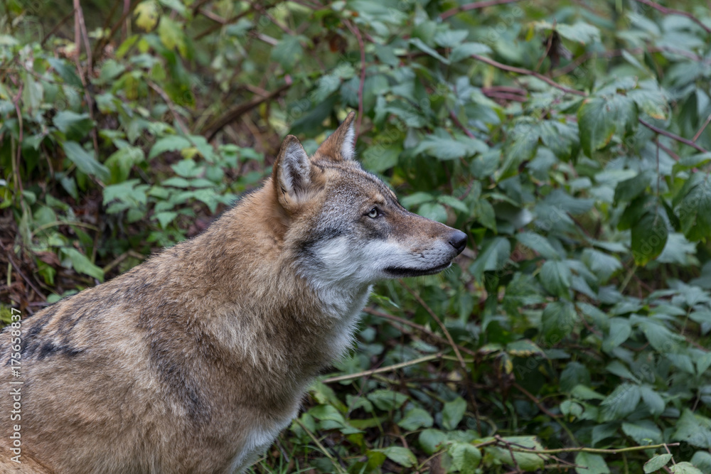 Fototapeta premium Wolf