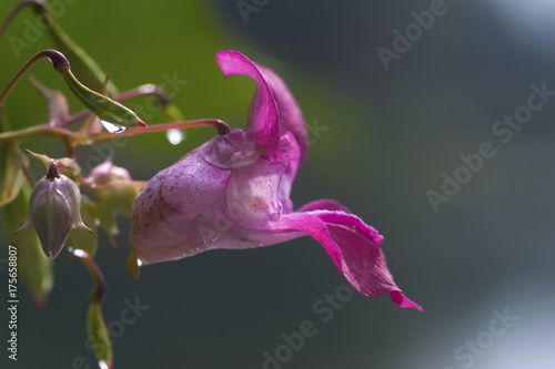 Himalayan Balsam (Impatiens glandulifera)