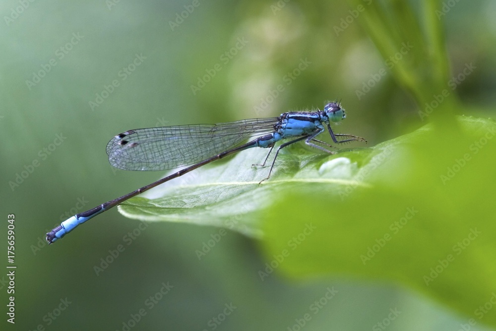 Blue tailed Damselfly (Ischnura elegans) on a leaf Blue tailed Damselfly (Ischnura elegans) on a leaf