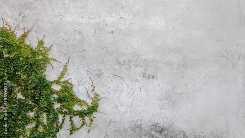 light gray wall covered with ivy