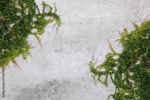 light gray wall covered with ivy photo