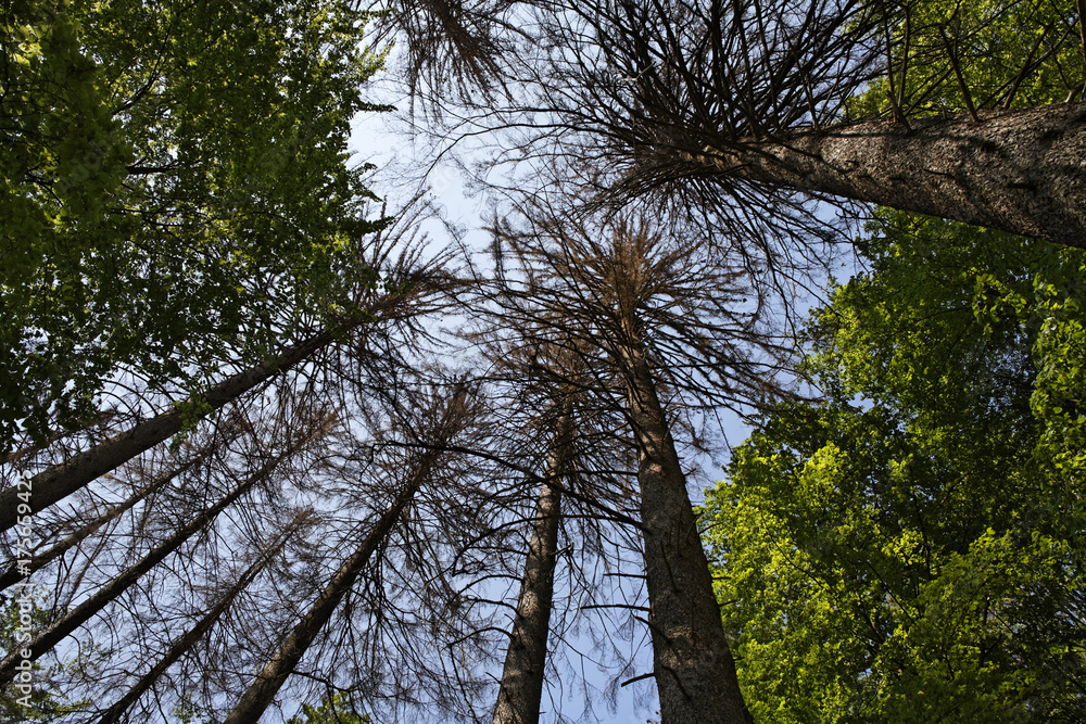 Obraz premium National park Bayerischer Wald, Bavarian Forest, Lower Bavaria, Germany, Europe