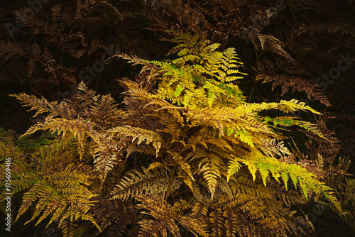 Fern leafes in orange and b...