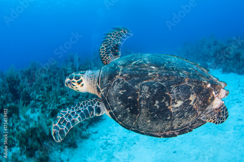 Hawksbill Sea Turtle in Caribbean Sea