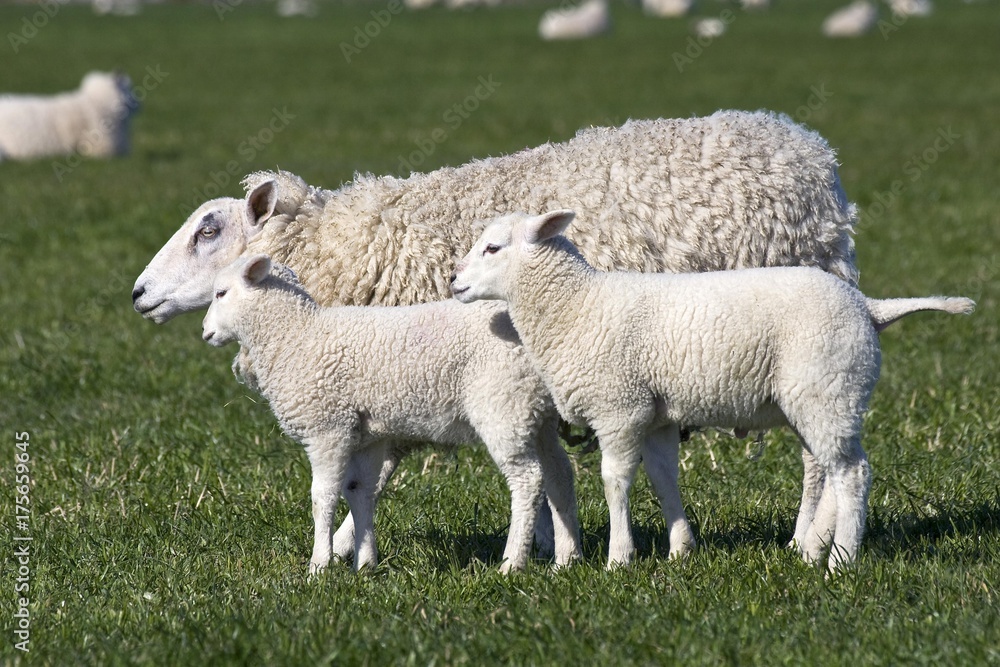 Domestic sheep (Ovis aries) with two lambs on a pasture Domestic sheep (Ovis aries) with two lambs on a pasture