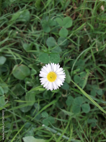 Bonita pequeña flor de Margarita 