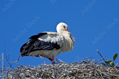 White Stork (Ciconia ciconia), Adebar, perched on its nest, Stork Village Bergenhusen, Schleswig-Holstein, Germany, Europe