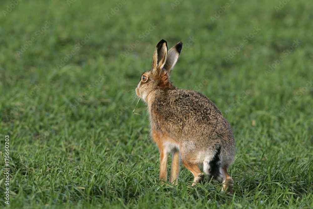 Fototapeta premium European hare (Lepus europaeus)