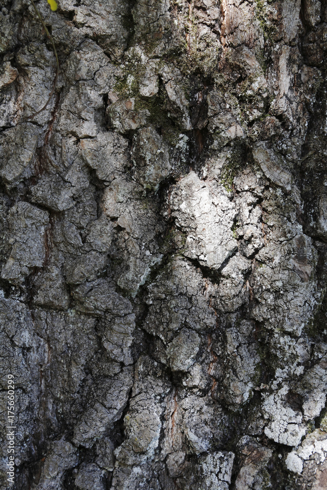 Bark of oak, Pedunculate Oak (Quercus robur) Bark of oak, Pedunculate Oak (Quercus robur)
