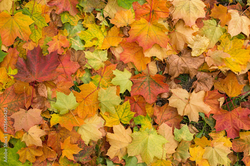 Falling colourful autumn leaves