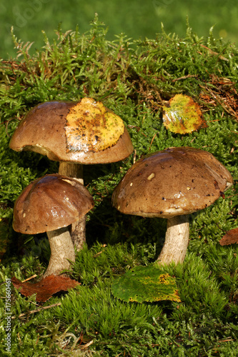 Birch boletus - edible mushrooms on moss (Leccinum scabrum)