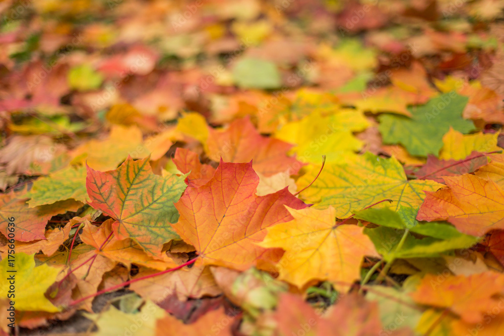 Bright and colorful  fall maple leaves closeup background