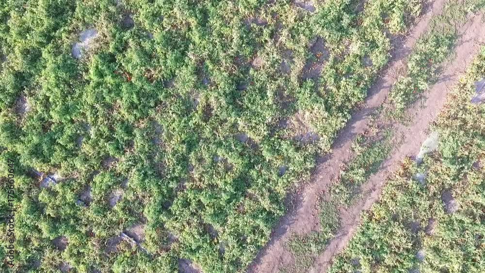 How vegetables grow on the field. Tomatoes, zucchini, cucumbers, aubergines, potatoes grow in the fields. Agronomic Agriculture How vegetables grow on the field. Tomatoes, zucchini, cucumbers, aubergines, potatoes grow in the fields. Agronomic Agriculture
