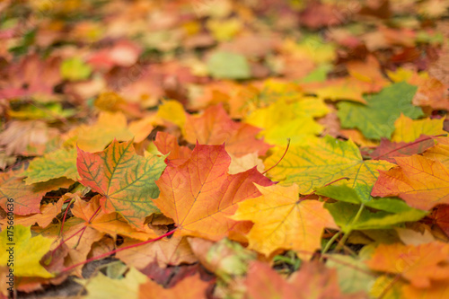Bright and colorful  fall maple leaves closeup background