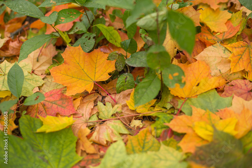 Autumn fall leaves closeup