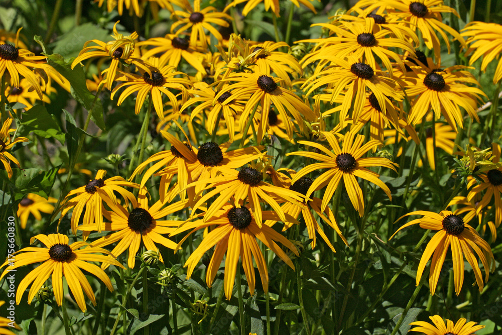 Flowering cone flower cultivar Goldsturm (Rudbeckia fulgida var. sullivantii cultivar Goldsturm) Flowering cone flower cultivar Goldsturm (Rudbeckia fulgida var. sullivantii cultivar Goldsturm)