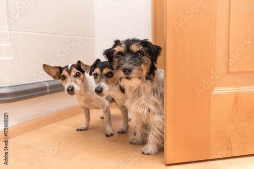 Drei Hunde schauen zur Tür herein - Jack Russell Terrier photo