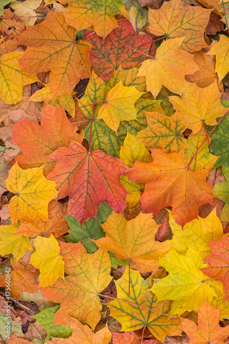 Autumn colorful maple leaves background closeup