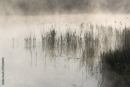 Fog, water, reeds