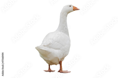 White goose (anser anser domesticus) isolated on white background