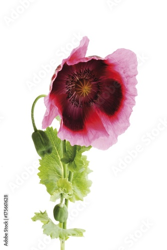 Opium Poppy (Papaver somniferum)