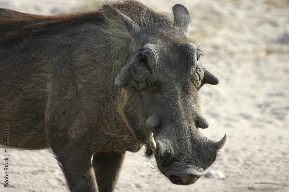 Warthog (Phacochoerus africanus), Botwana, Africa Warthog (Phacochoerus africanus), Botwana, Africa