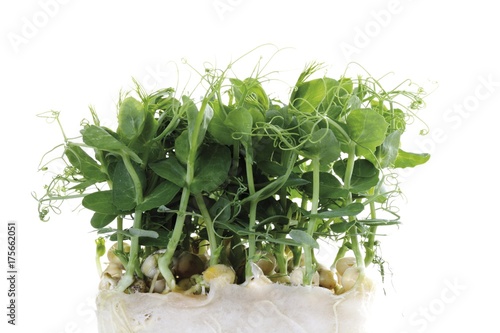 Foto Affilla cress