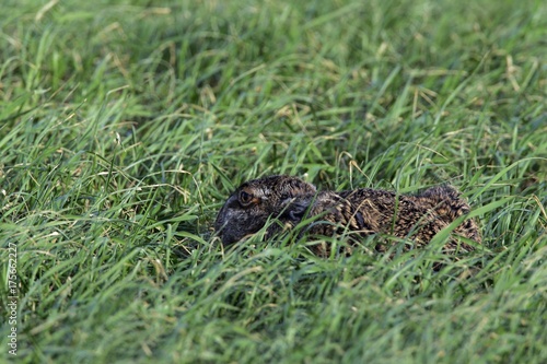 European hare hiding in the grass  Lepus europaeus 