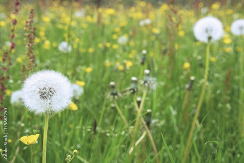 Dandelion clocks  Taraxacum  on a meadow