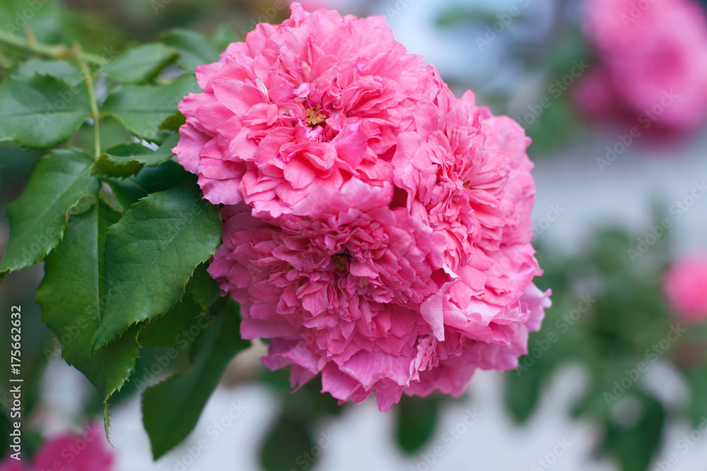 Fototapeta premium Pink roses.