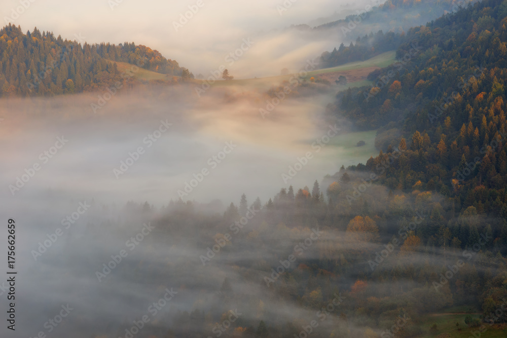 Fototapeta premium Pieniny misty forest