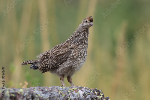 Spruce Grouse Glacier National Park photo