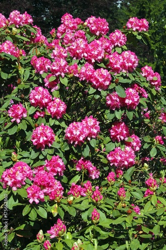 Flowering Rhododendron hybrid Ida Rubinstein (Rhododendron cultivar Ida Rubinstein)