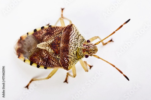 Parent Bug (Elasmucha grisea) photo