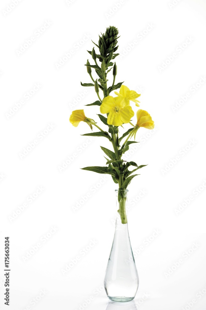 Common Evening Primrose or Evening Star (Oenothera biennis) Common Evening Primrose or Evening Star (Oenothera biennis)