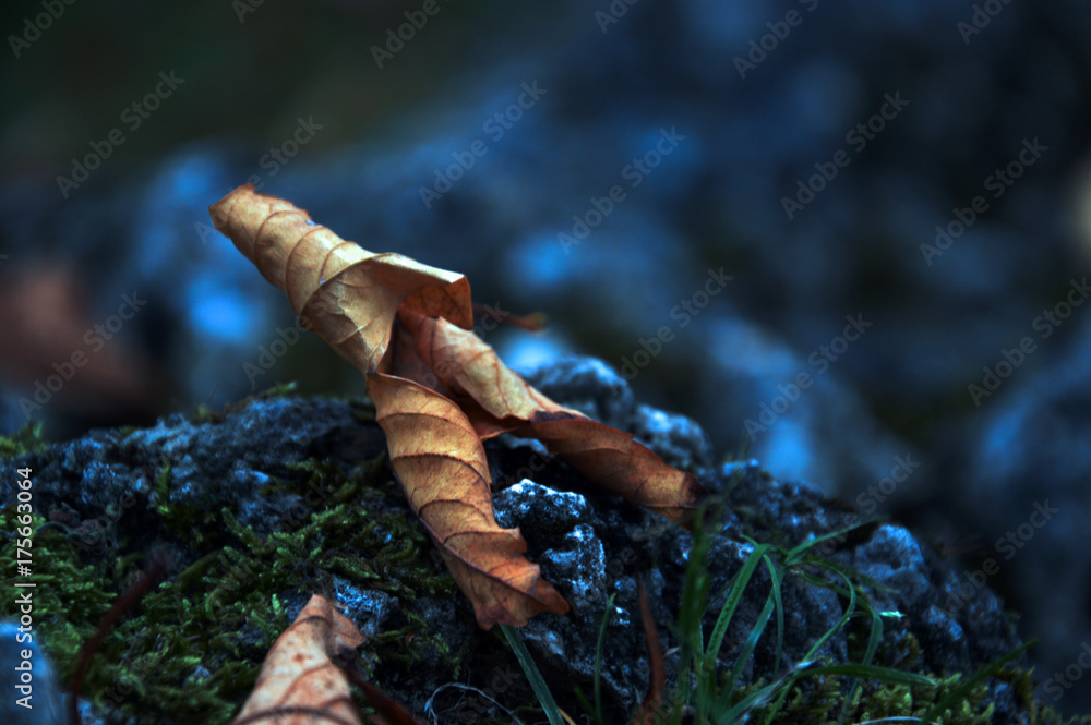 Fototapeta premium Jesienny liść