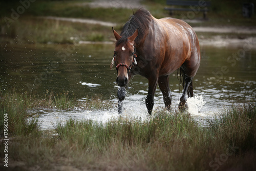 Pferd schreitet aus dem See