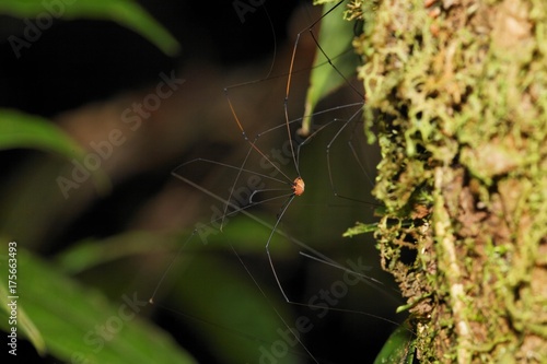 Phalangid, (Opiliones), Costa Rica, Central America photo